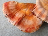 Laetiporus cincinnatus image