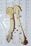 Amanita parcivolvata image