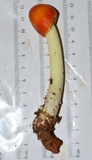 Amanita parcivolvata image