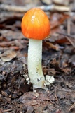 Amanita parcivolvata image
