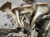 Clitocybe eccentrica image