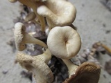 Clitocybe eccentrica image