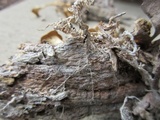 Clitocybe eccentrica image
