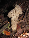 Helvella maculata image