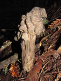 Helvella maculata image