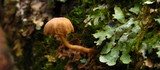 Mycena corticola image
