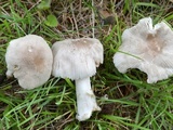 Amanita farinosa image