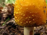 Amanita flavorubens image