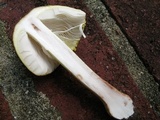 Amanita flavorubens image