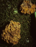 Gautieria morchelliformis image