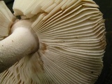Amanita sect. Vaginatae image