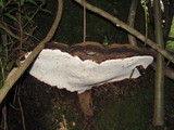 Polyporus annulatus image