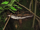 Polyporus annulatus image