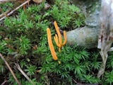 Clavulinopsis laeticolor image