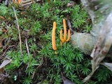 Clavulinopsis laeticolor image