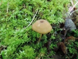 Entoloma formosum image