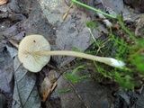 Entoloma formosum image