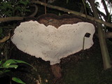 Polyporus annulatus image