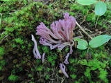Clavaria zollingeri image