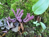 Clavaria zollingeri image