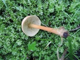 Gymnopus oreadoides image