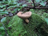 Tylopilus felleus image