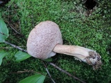 Tylopilus felleus image