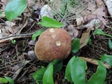 Tylopilus felleus image