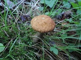 Leccinum pseudoscabrum image