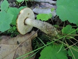 Leccinum pseudoscabrum image