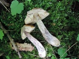 Leccinum pseudoscabrum image