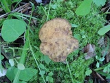 Leccinum pseudoscabrum image
