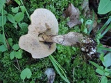 Leccinum pseudoscabrum image