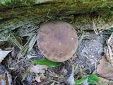 Boletellus chrysenteroides image