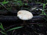 Polyporus craterellus image