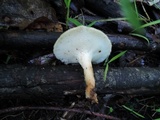 Polyporus craterellus image