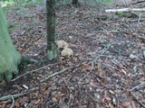 Polyporus umbellatus image