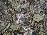 Polyporus umbellatus image