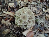 Polyporus umbellatus image