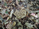 Polyporus umbellatus image