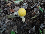 Amanita muscaria f. guessowii image