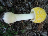 Amanita muscaria f. guessowii image
