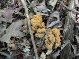 Ramaria formosa image