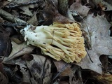 Ramaria formosa image