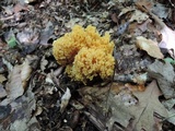 Ramaria formosa image