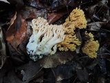 Ramaria formosa image