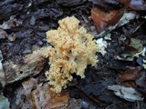 Ramaria formosa image