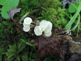 Resinomycena rhododendri image