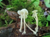 Resinomycena rhododendri image
