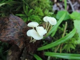 Resinomycena rhododendri image